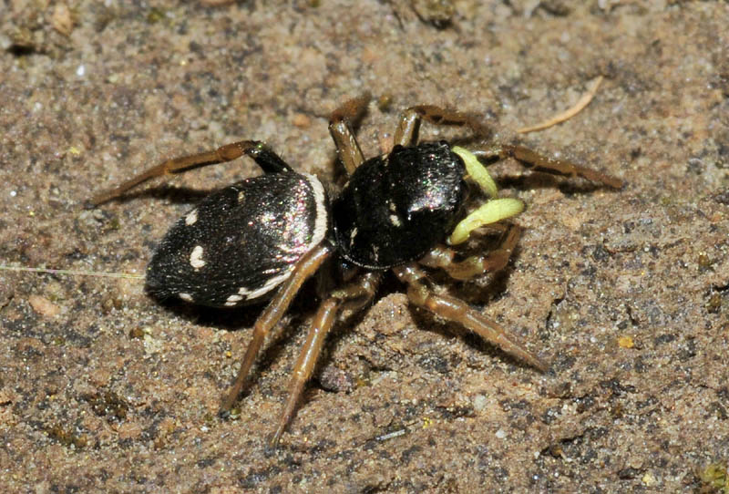 Salticidae: Heliophanus cfr. cupreus  - Sassuolo (MO)